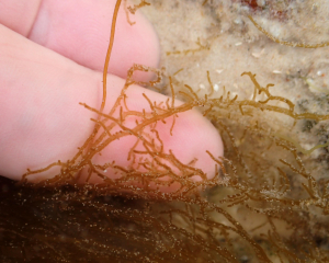 Mesogloia vermiculata - seaweed