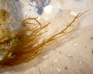 Eudesme virescens - a seaweed