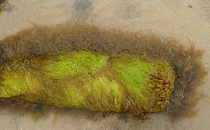 Myrionema strangulans - Brown Seaweed