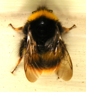 Early Bumble-bee