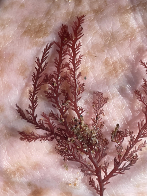Devonian Red Seaweed