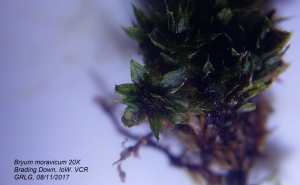 Bryum moravicum - new VCR for VC10