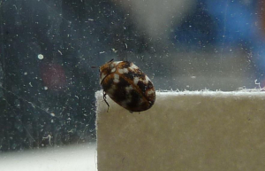 Cute little beetle - wait a minute...