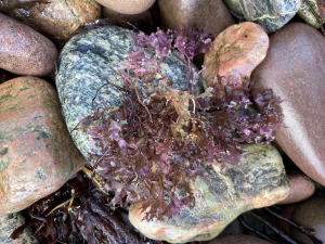 Phyllophora pseudoceranoides on Poolewe Beach