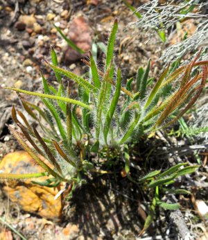 Protea denticulata