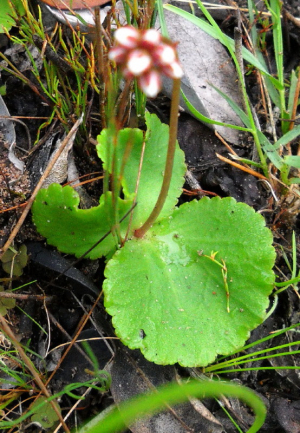 Crassula capensis var. capensis gn