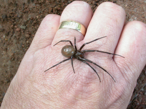 Meta bourneti (Cave Spider)