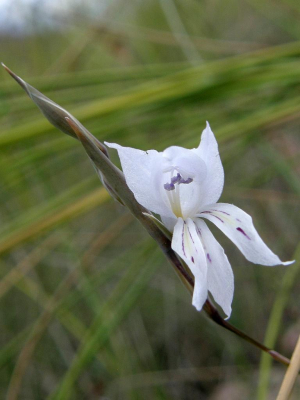 Gladiolus vaginatus