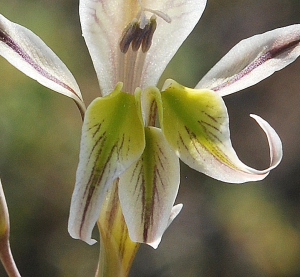 Gladiolus permeabilis subsp. edulis
