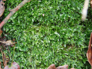 Juicy Silk-moss (Plagiothecium succulentum)