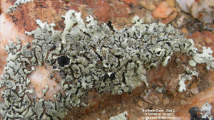 Foliose lichen with leopard spots, Knersvlakte - 2012
