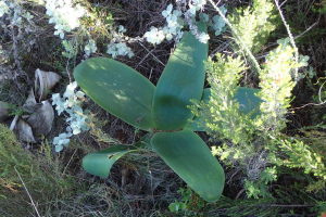 Brunsvigia orientalis