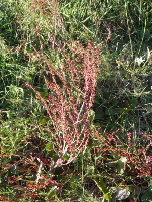 Rumex acetosella subsp. angiocarpus