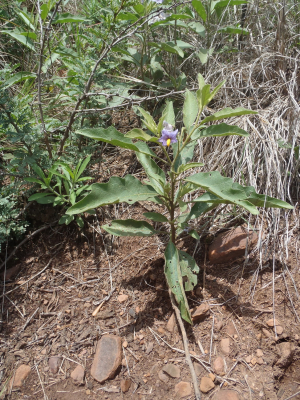 Solanum panduriforme