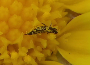 Phlaeothripidae (Tube-tailed thrips) on Osteospermum asperulum