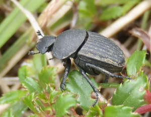Sisyphus sp. (Spider Dung Beetle) on Cliffortia ferrugineae