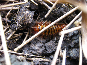 Drilus flavescens beetle larvae (1)
