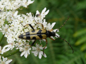 Longhorn Beetle (Strangalia maculata)