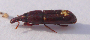 Coleoptera (Curculionoidea (Euophryum confine))