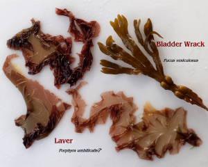 Laver - seaweed