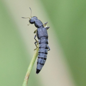 Rove beetle - Stenus solutus