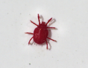 Clover Mite (Bryobia praetiosa)