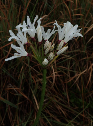 White Nerine (N.  pancratioides)