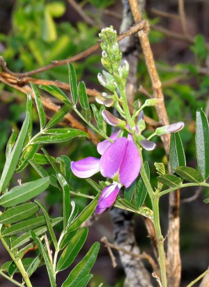 Mundulea sericea subsp. sericea