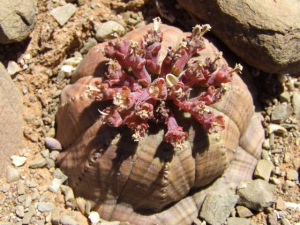 Euphorbia obesa subsp. symmetrica (Willowmore klipnoors)