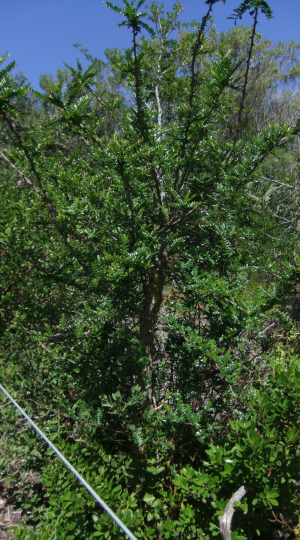 Zanthoxylum capense - Small knobwood