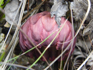 Protea amplexicaulis