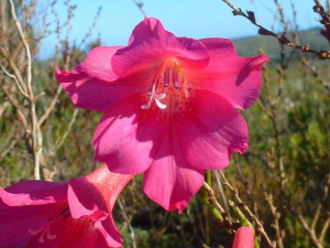 Gladiolus meridionalis