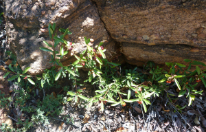 Turraea obtusifolia 20