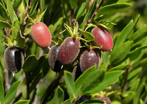 Blueberry Bush (Diospyros glabra)