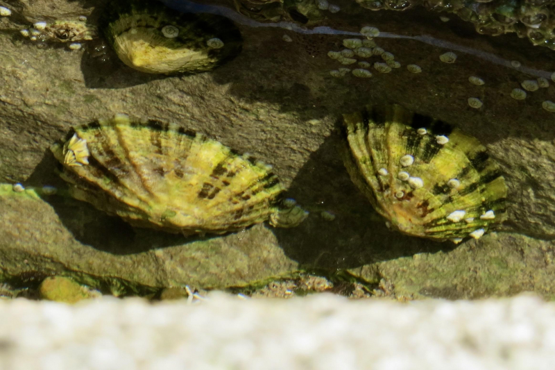 Limpet Observation Uk And Ireland Ispot