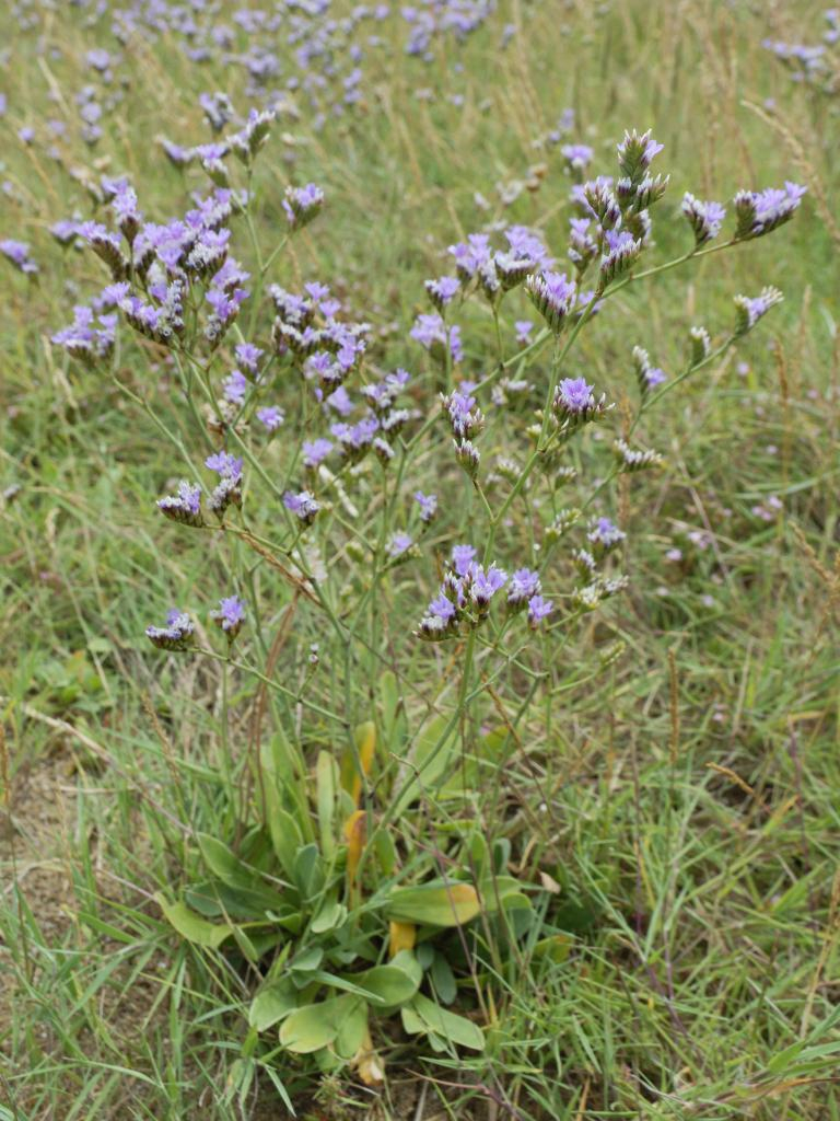 Edible Lavender – Botanical Interests