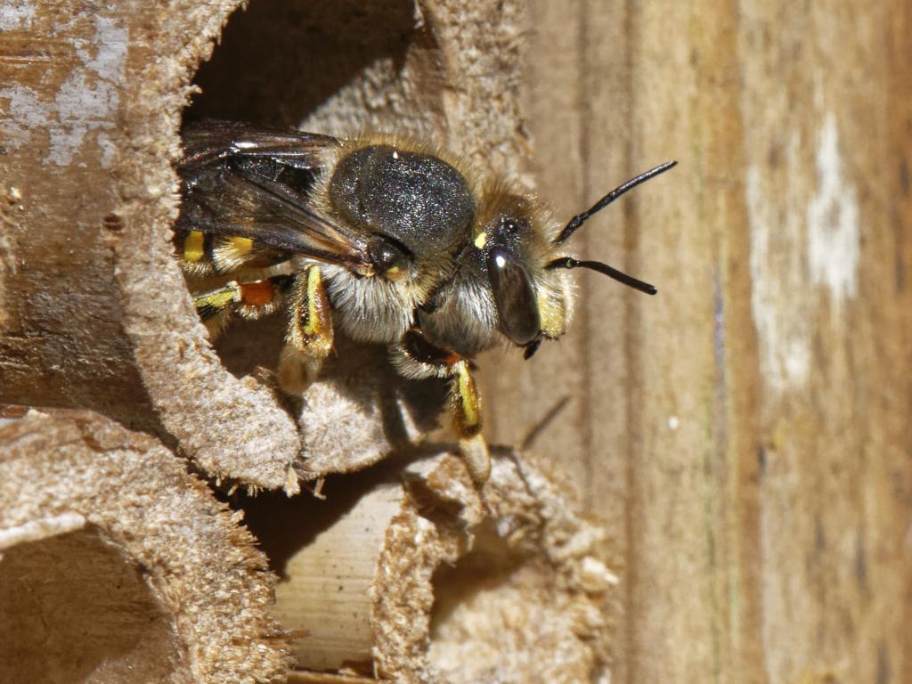 Wool Carder Bee - nest building - Anthidium manicatum 