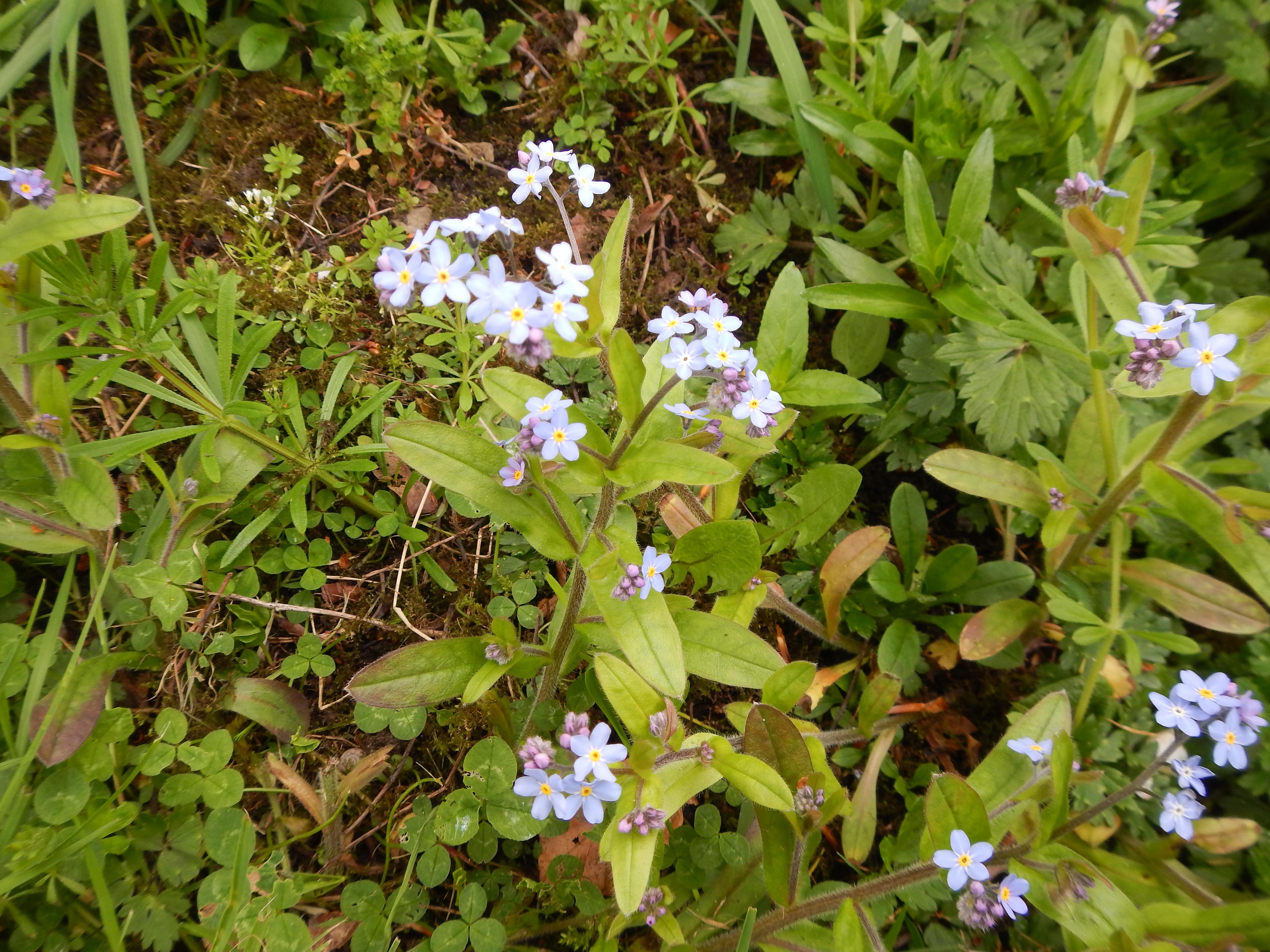 Forget Me Not Probably Myosotis Sylvatica See Notes Observation Uk And Ireland Ispot