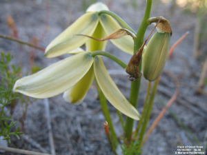 TÌNH YÊU CÂY CỎ ĐV 5 - Page 44 Medium_118c%20Albuca%20cooperi%20CP-CircDr%204Oct07%20+snail