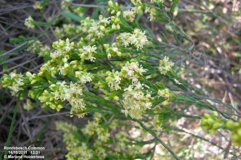 Passerina corymbosa, Rondebosch Common - 2011