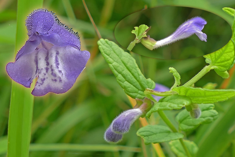 skullcap uk