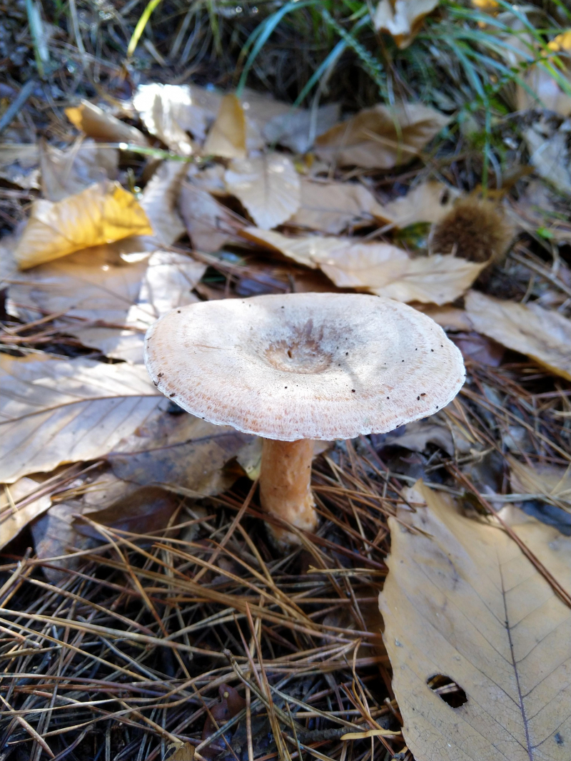 Edible, wild fungi of South Australia post #2 Saffron Milk Cap (Lactarius  deliciocus) | PeakD