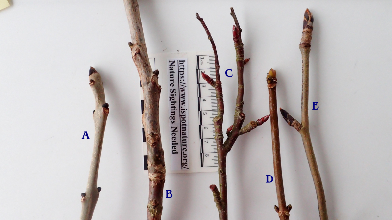 Winter twig identification – Gloucestershire Naturalists' Society