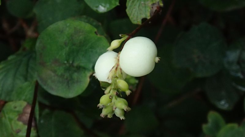 Symphoricarpos albus - Wikipedia