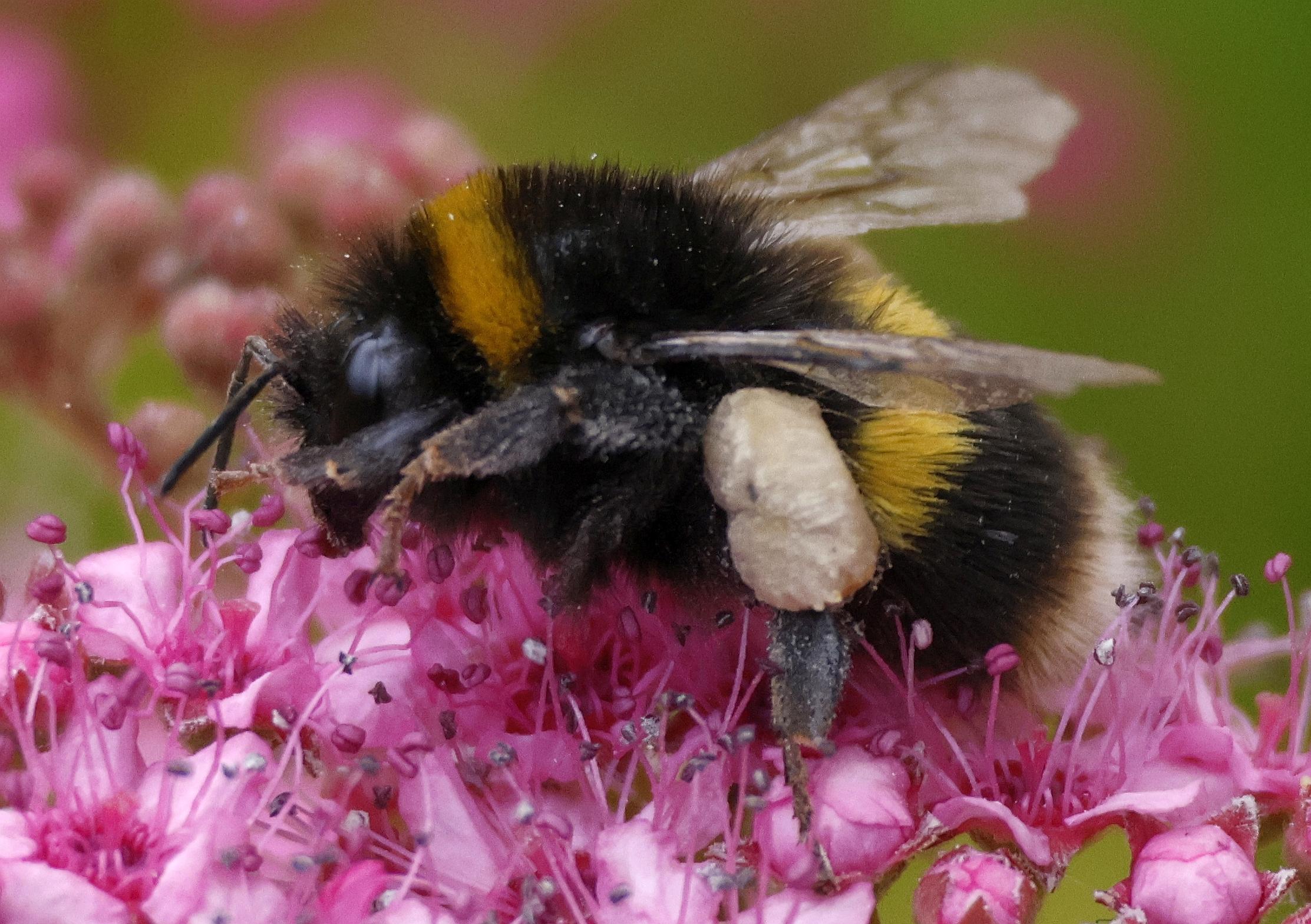 Tricoloured white / buff tailed bumblebee - identification uncertain - bombus  terrestris?, Observation, UK and Ireland