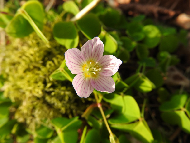 Wood Sorrel Observation Uk And Ireland Ispot