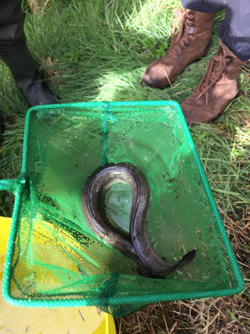 Eel Observation Uk And Ireland Ispot