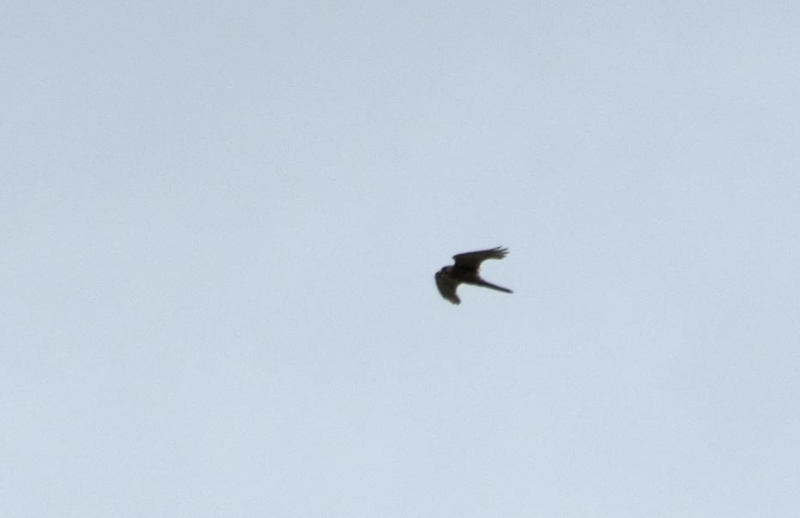 Bird of prey from silhouette?, Observation, UK and Ireland