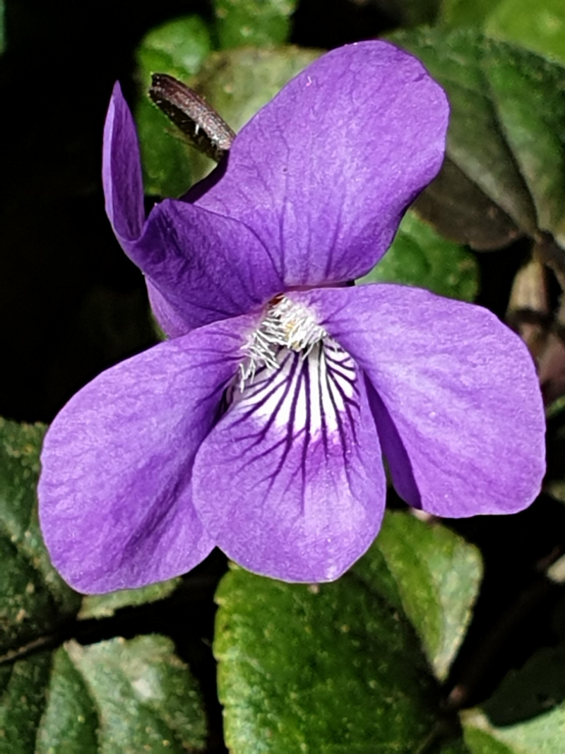 Weed Of The Day Common Dog Violet Observation Uk And Ireland Ispot