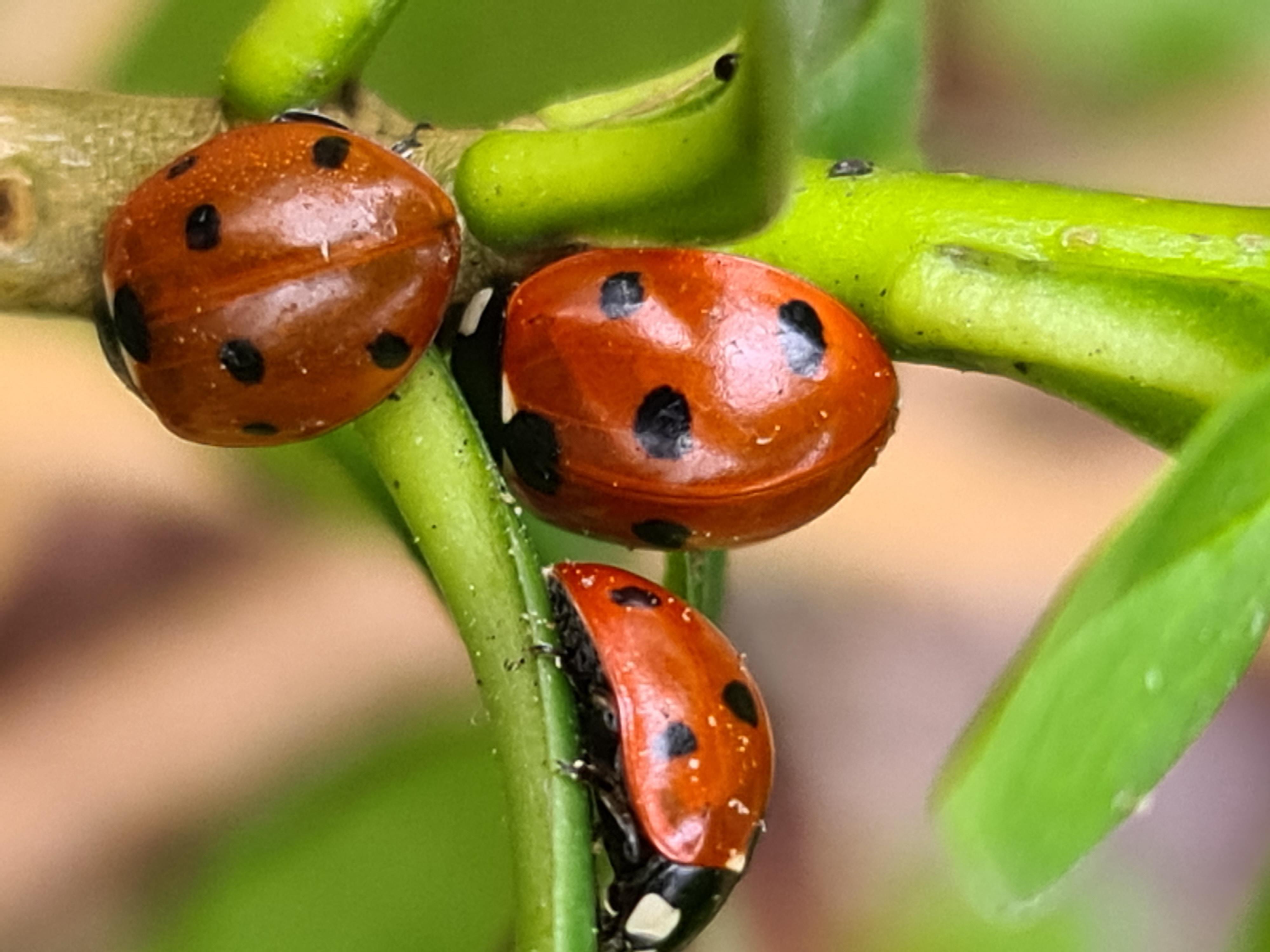 Seven Spot Ladybirds Observation Uk And Ireland Ispot